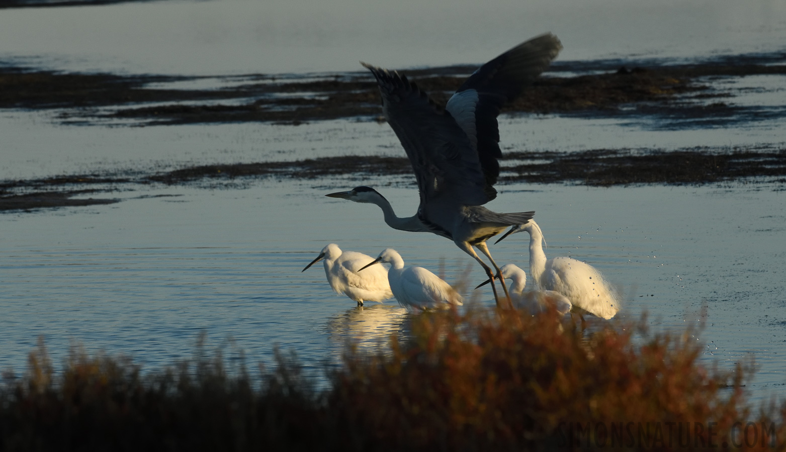 [400 mm, 1/800 sec at f / 18, ISO 1600]